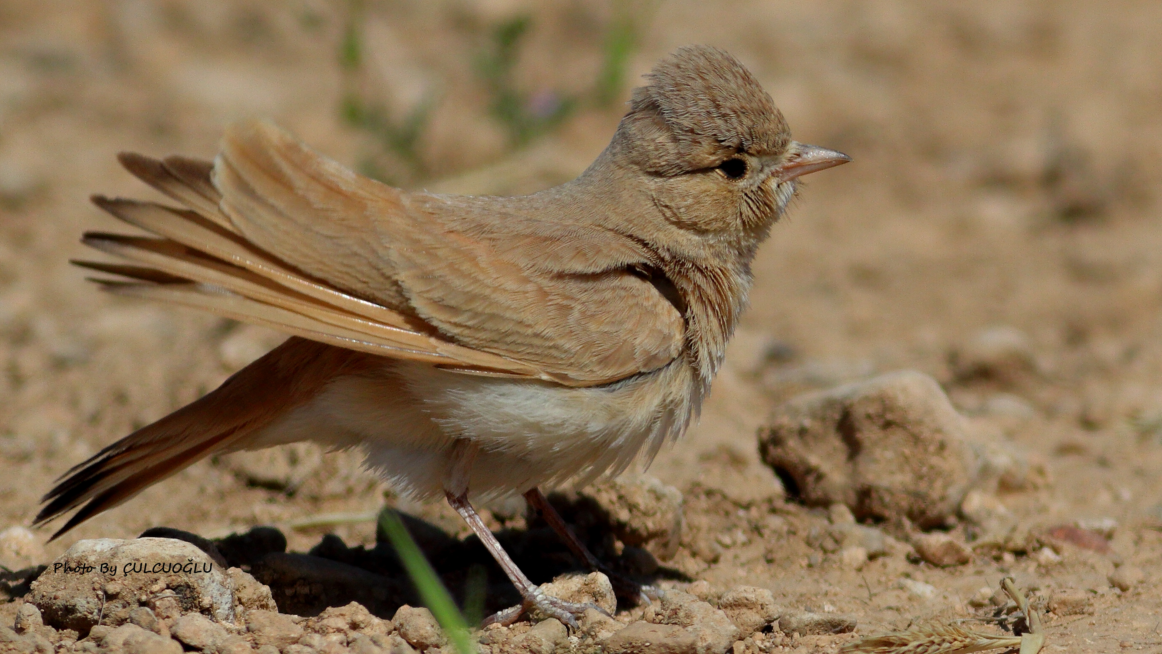 Bar-tailed Lark